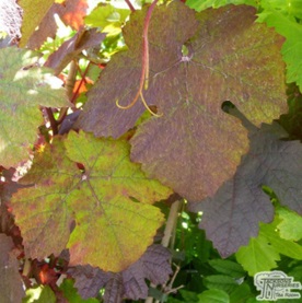 Colourful autumn foliage of grape vine